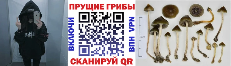 закладка  Разумное  Галлюциногенные грибы Magic Shrooms 